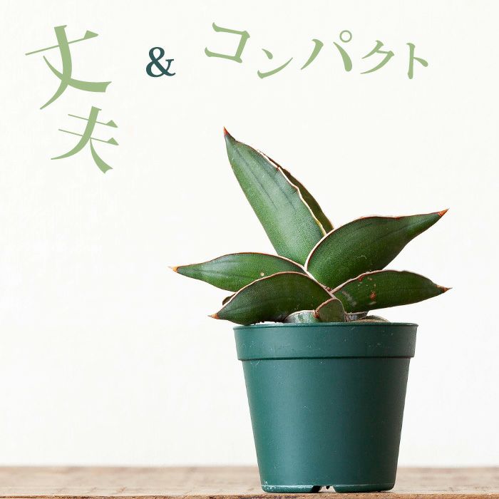 楽天市場 サンスベリア サムライ 侍 ドワーフ 7 29 のお届け ｅ 花屋さん