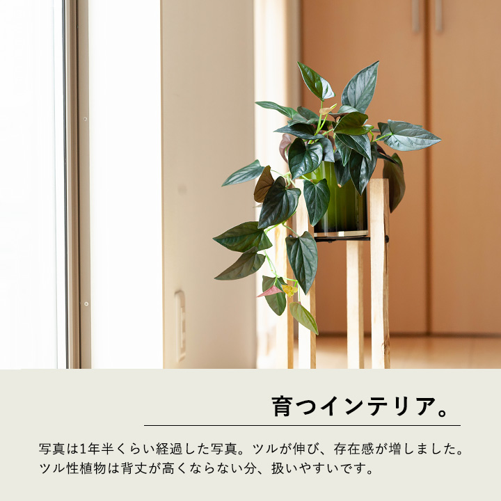 楽天市場 観葉植物 今月のおすすめ シンゴニウム チョコレート ｅ 花屋さん