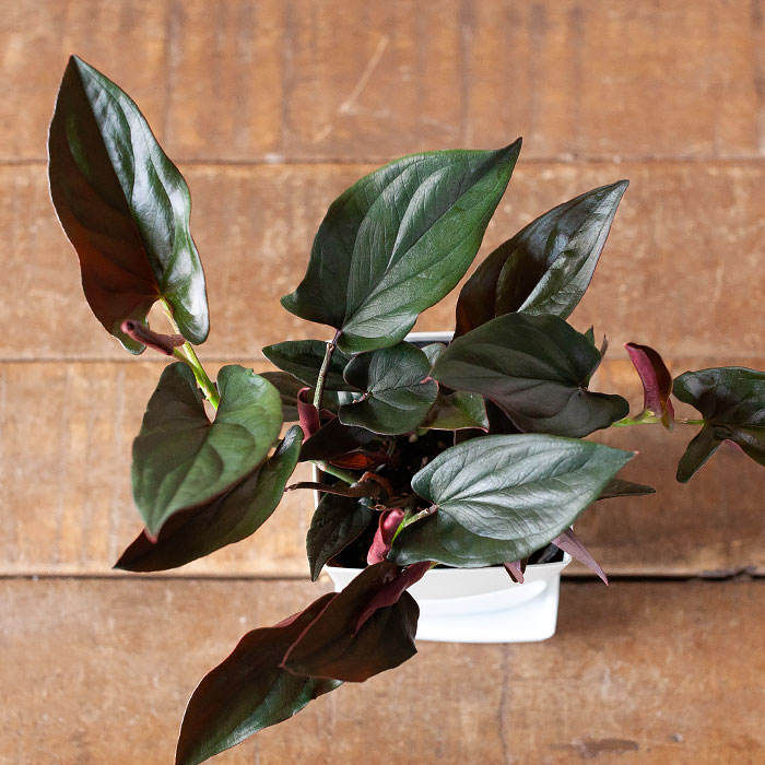 楽天市場 観葉植物 今月のおすすめ シンゴニウム チョコレート ｅ 花屋さん
