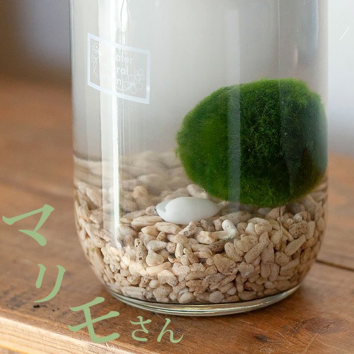楽天市場 Bigマリモ 瓶で楽しむ小さな水族館 今月の植物 ｅ 花屋さん