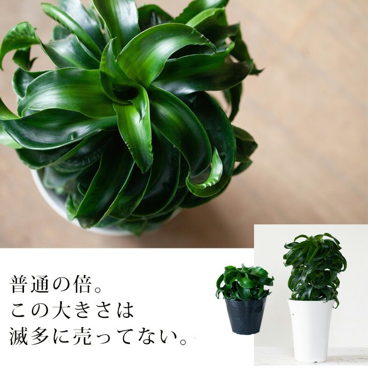 楽天市場 ここまで2年半 成長ゆっくりドラセナ トルネード 今月の植物 ｅ 花屋さん