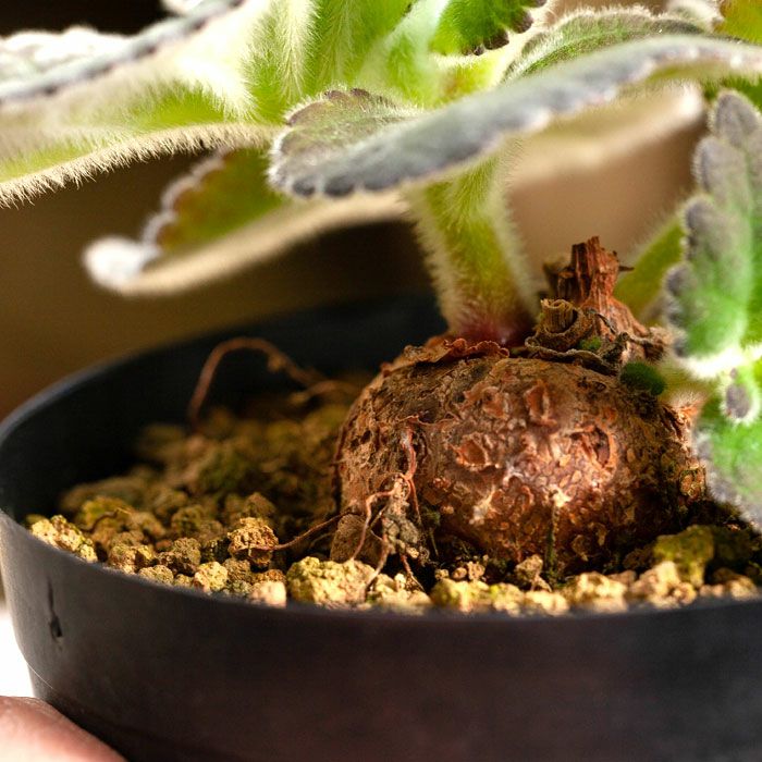塊根植物シンニンギアの交配種（フロリアノポリス×カーディナリス