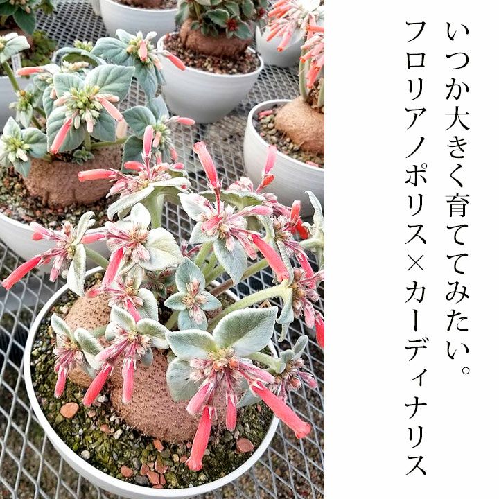 塊根植物シンニンギアの交配種（フロリアノポリス×カーディナリス