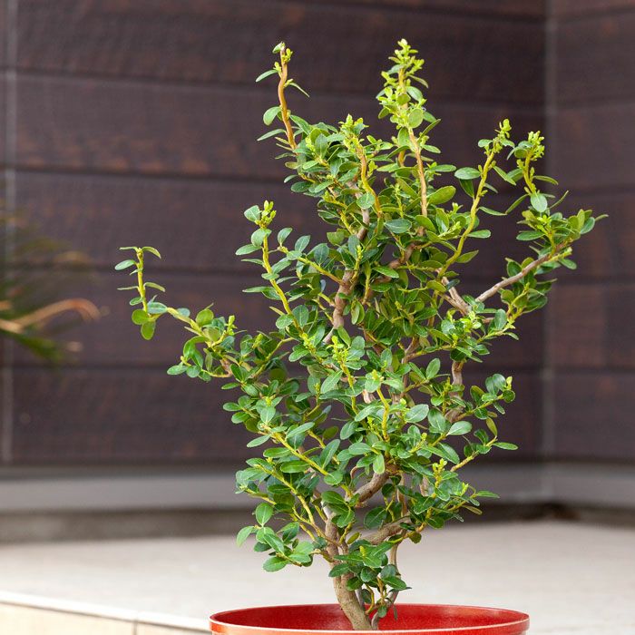 楽天市場 ここまで4年 盆栽のような雲竜ツゲ スパイラルドラゴン 今月の植物 e 花屋さん 楽天市場 ここまで4年 盆栽のような雲竜ツゲ スパイラルドラゴン 今月の植物 e 花屋さん
