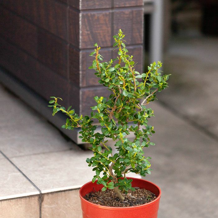 楽天市場 ここまで4年 盆栽のような雲竜ツゲ スパイラルドラゴン 今月の植物 e 花屋さん 楽天市場 ここまで4年 盆栽のような雲竜ツゲ スパイラルドラゴン 今月の植物 e 花屋さん