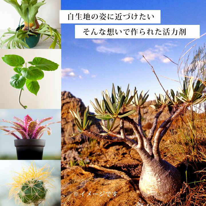 送料込み 植物の根を活性化させる活力剤 ブラックウォーター 名人イチ押しの活力剤 家庭でも試してみませんか 肥料を吸収しやすくします を作り Painandsleepcenter Com