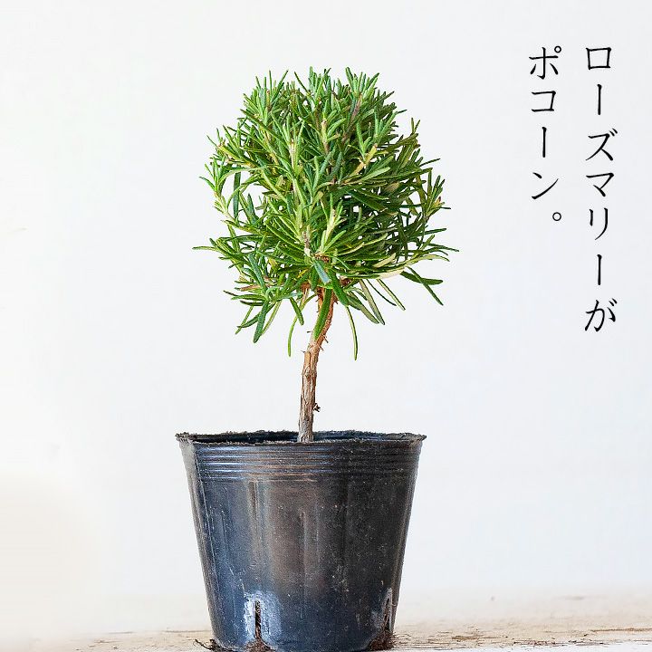 楽天市場 なんか 可愛い スタンド仕立て のローズマリー 今月の植物 ｅ 花屋さん