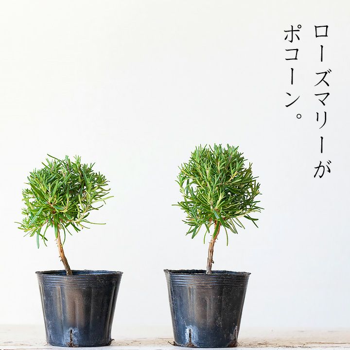 楽天市場 なんか 可愛い スタンド仕立て のローズマリー 今月の植物 ｅ 花屋さん