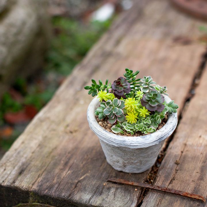 数量限定 特売 さんかくおうちポット ぴんく 多肉植物 寄せ植え アウトレット