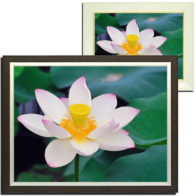 壁掛けアート アートパネル 風景画 フォトグラファー y2-hiro 写真 額縁付き 蓮 ハス 植物 白 緑 春 夏 自然 母の日 花 ギフト インテリア雑貨 キャンバスジグレー版画|エアルトアート