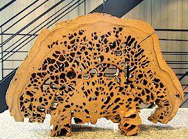 《気どらずにの美》【銘木 春日杉】【室内装飾】【衝立】【押さえる1個】【奈良特産 今めかしい 工芸】春日杉 衝立（半丸）