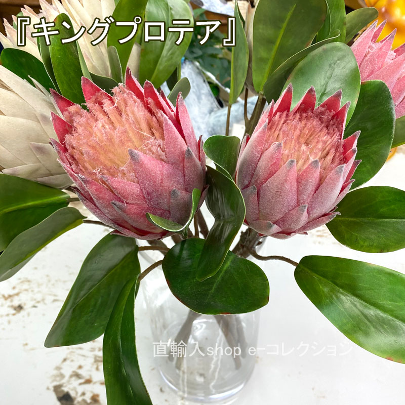 キングプロテアの吊り下げスワッグ オンライン アウトレットハンドメイド・手芸 - キングプロテアと