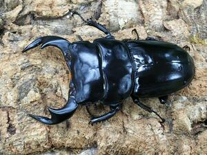 アンタエウスオオクワガタ Upntabasco Edu Mx