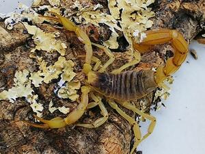 楽天市場 デザートヘアリースコーピオン 昆虫ショップcolors楽天市場店