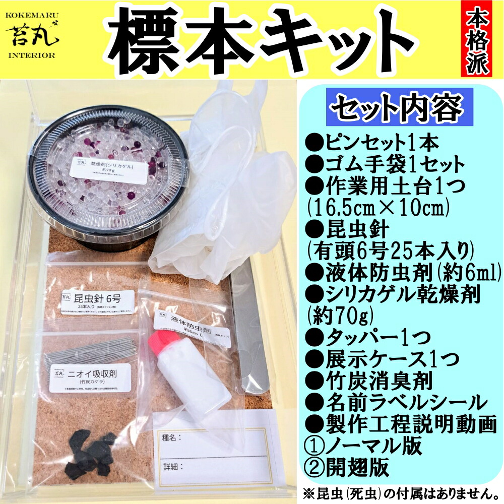 楽天市場】完成品 標本箱中 幅307×奥行219×高さ60mm