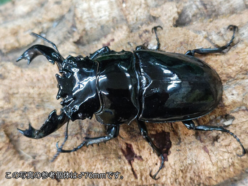 楽天市場】むしや本舗 タランドゥス オオツヤクワガタ オス単品