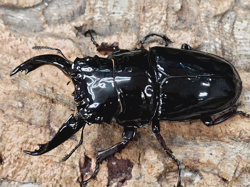 レギウスオオツヤクワガタ成虫 カメルーン 産 ありの実