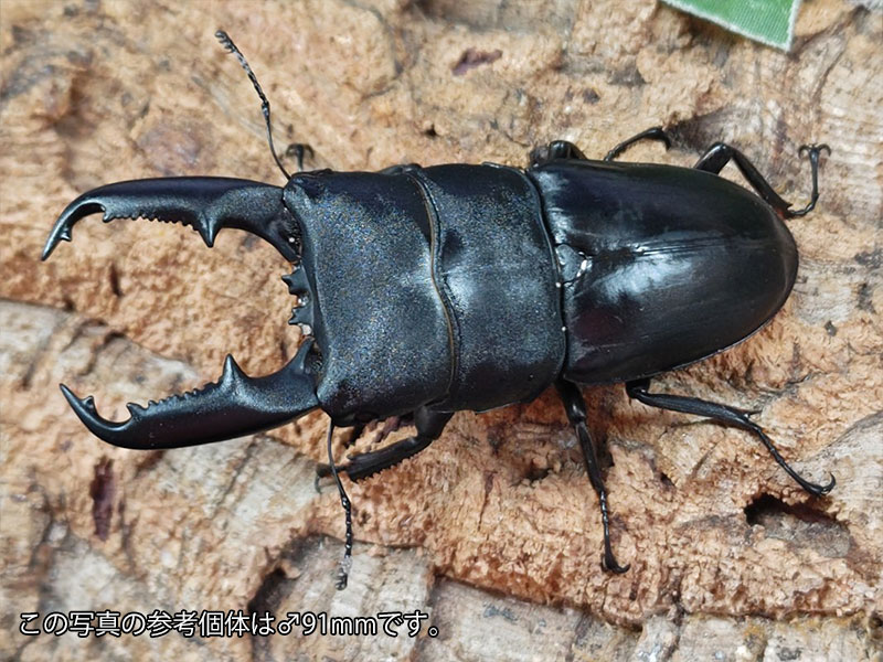ミンダナオオオヒラタクワガタ成虫 フィリピン共和国 ミンダナオ島マラグサン産 ありの実