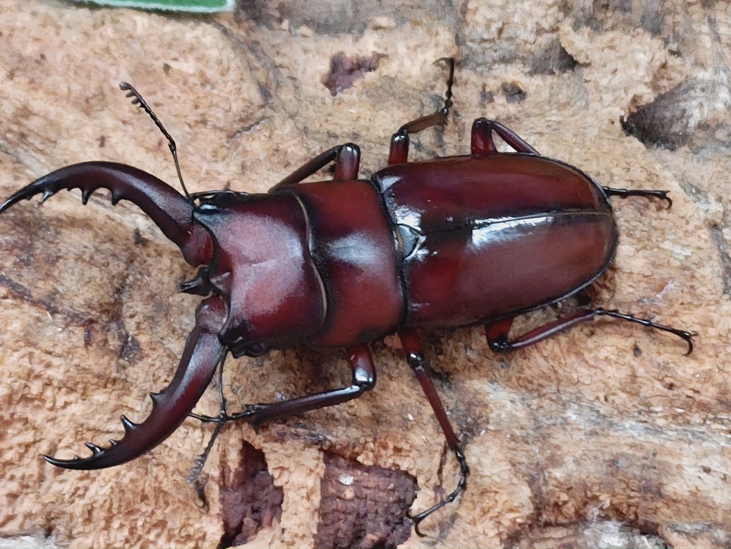 【楽天市場】トクノシマノコギリクワガタ成虫 徳之島 天城岳産 ペア+♀トリオ:昆虫ショップCOLORS楽天市場店