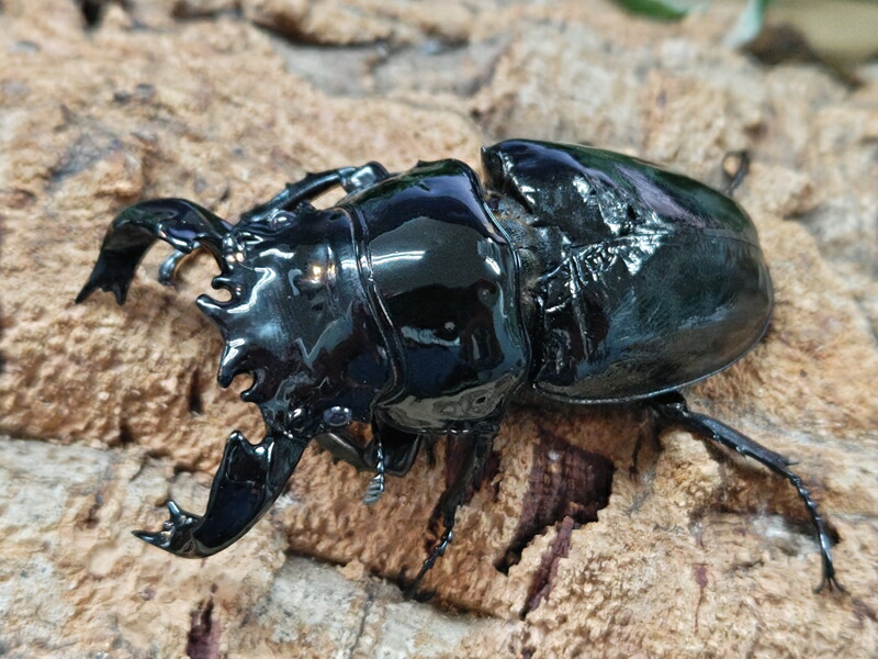 楽天市場】むしや本舗 タランドゥス オオツヤクワガタ成虫 メス単品 各