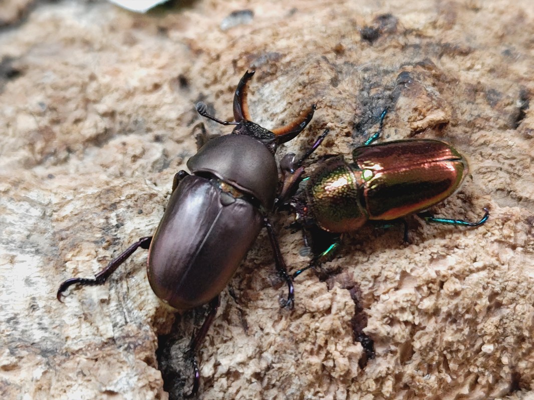 楽天市場】【DDA】大型血統 G-FOX ヘラクレスオオカブト 成虫 ♂140