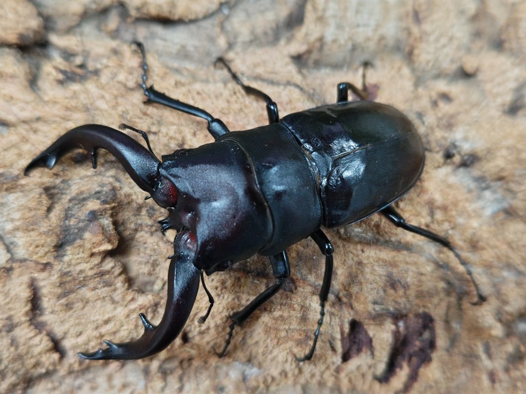 アマミノコギリクワガタ成虫 奄美大島 笠利町産 ペア