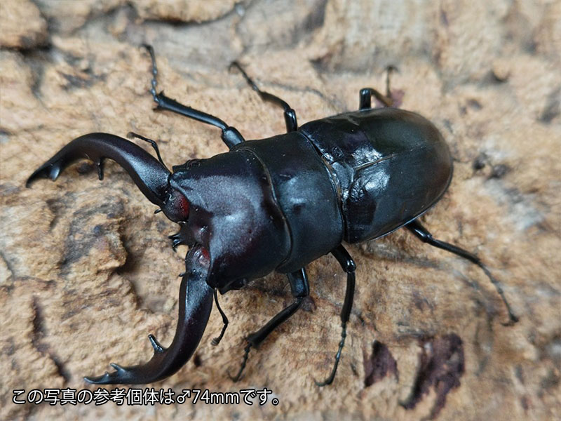 アマミノコギリクワガタ成虫 奄美大島 笠利町産 ペア