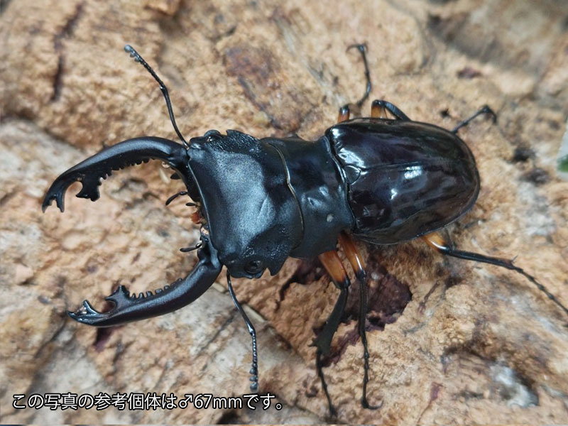 インペリアリスツヤクワガタ成虫 フィリピン共和国 パラワン島バタラダ産 ありの実