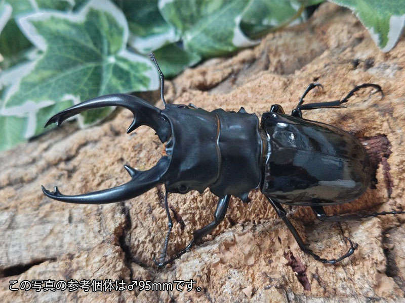 インターメディアツヤクワガタ成虫 フィリピン共和国 ネグロス島産 ありの実