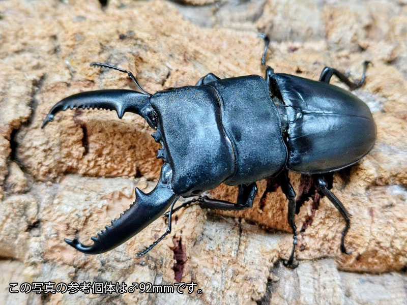 パラワンオオヒラタクワガタ成虫 フィリピン共和国 Mt.ガントン産 ありの実