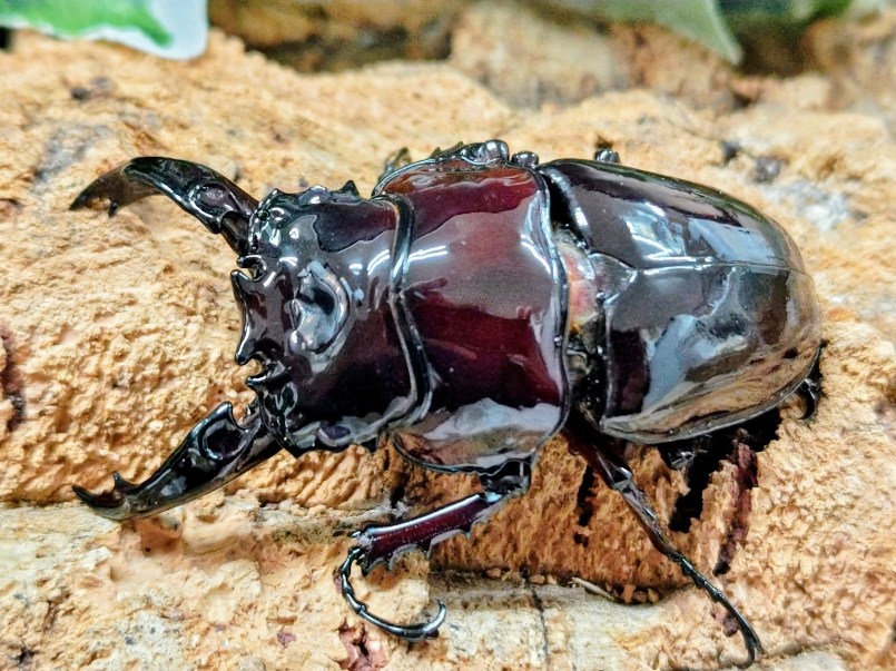 レギウスオオツヤクワガタ成虫 カメルーン 産 ありの実