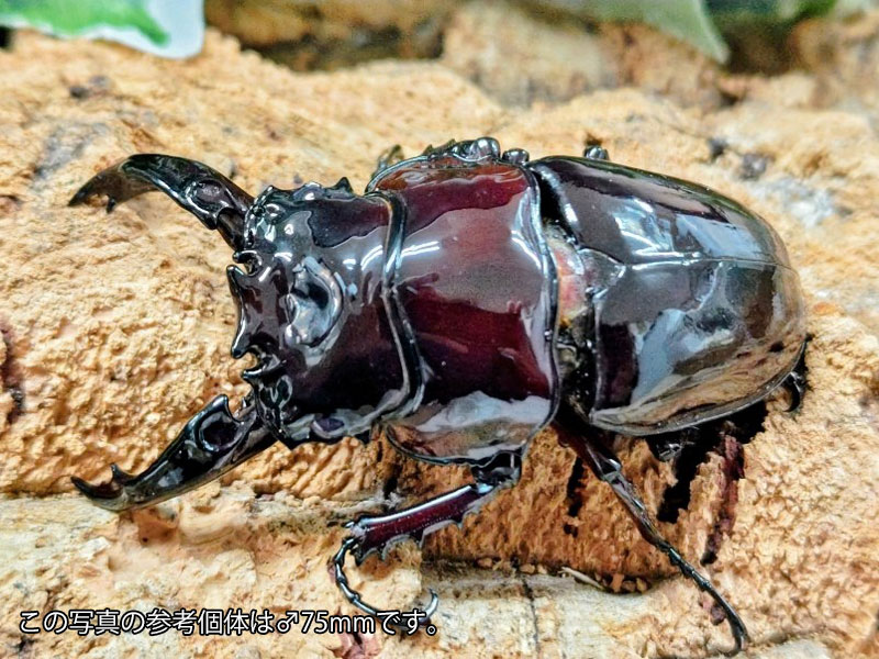 レギウスオオツヤクワガタ成虫 カメルーン 産 ありの実