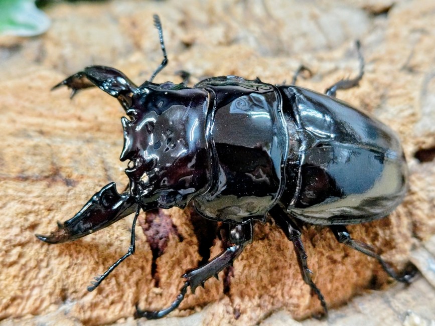レギウスオオツヤクワガタ成虫 カメルーン 産 ありの実