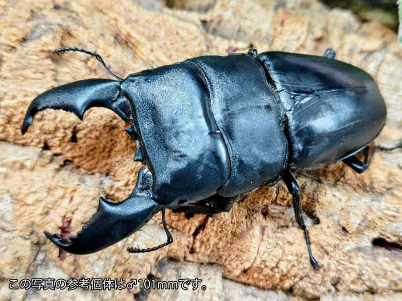 スマトラオオヒラタクワガタ成虫 オランダ領東インド諸島 スマトラ島アチェ州産 ありの実