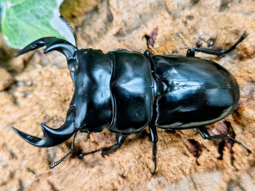 アンタエウスオオクワガタ成虫 ミャンマー チンヒル産 ペア