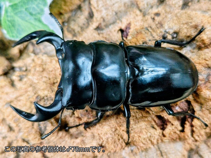 アンタエウスオオクワガタ成虫 ビルマ 頤吸血鬼産 ありの実