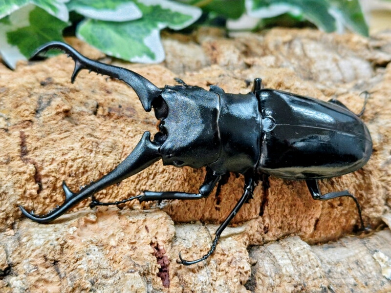 ギラファノコギリクワガタ(亜種ダイスケ)成虫 フィリピン共和国 ネグロス島カンラオン産 ありの実