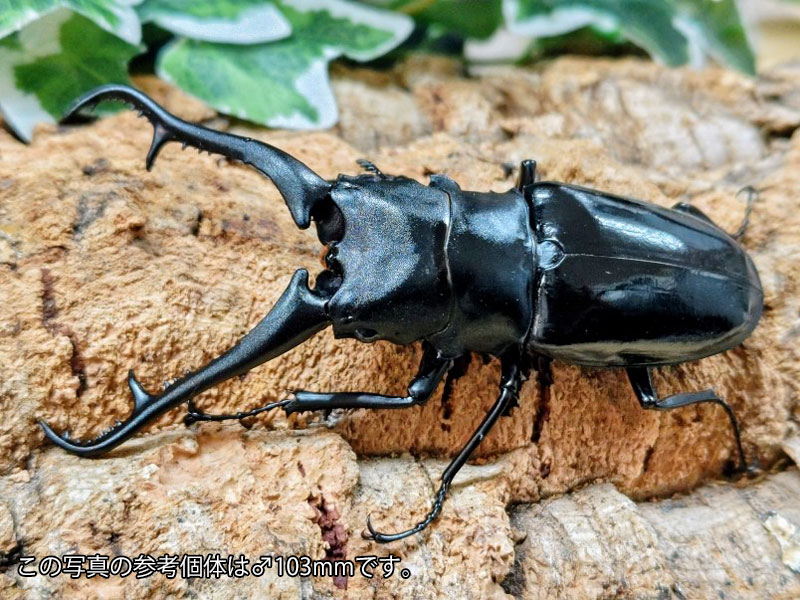 ギラファノコギリクワガタ(亜種ダイスケ)成虫 フィリピン共和国 ネグロス島カンラオン産 ありの実