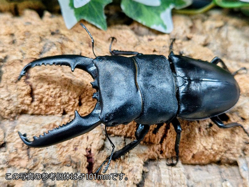 パラワンオオヒラタクワガタ成虫 フィリピン共和国 パラワン島Mt.ガントン産 ありの実