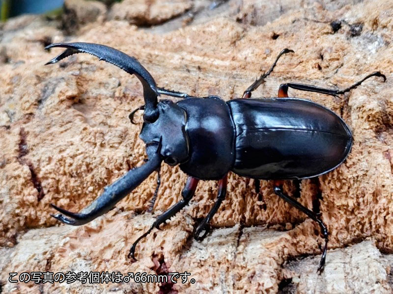 ディディエールシカクワガタ成虫 マレーシア キャメロンハイランド産 ありの実