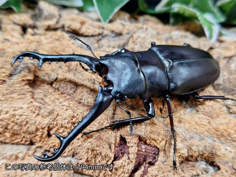 楽天市場】（昆虫）ギラファノコギリクワガタ（亜種ケイスケ