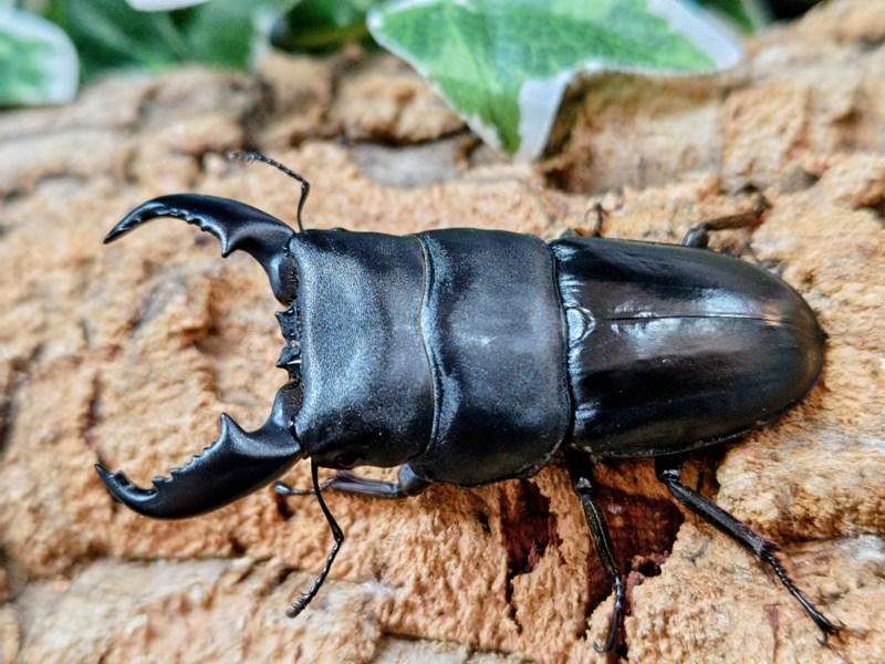 スマトラオオヒラタクワガタ成虫 インドネシア スマトラ島ベンクール産 ペア