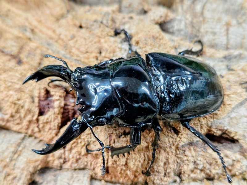 レギウスオオツヤクワガタ成虫 カメルーン 産 ペア