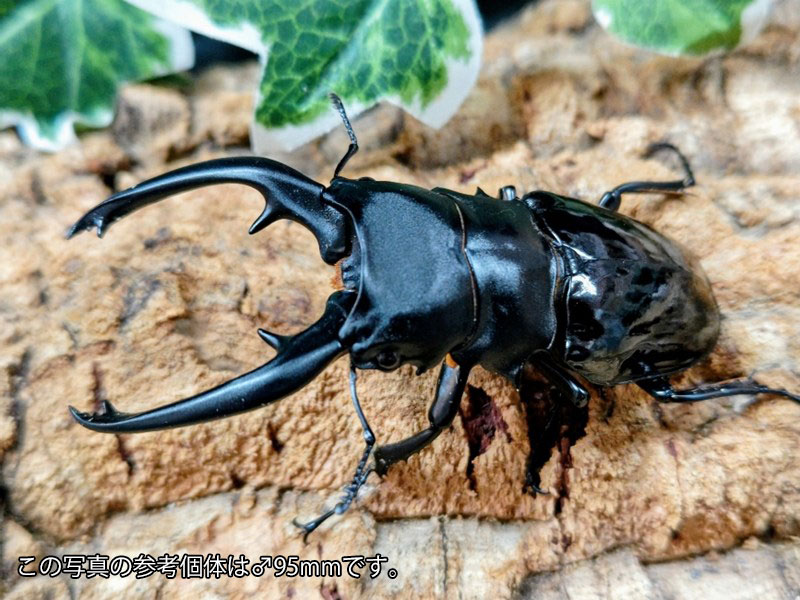 インターメディアツヤクワガタ成虫 フィリピン共和国 パラワン島Bataraza産 ありの実