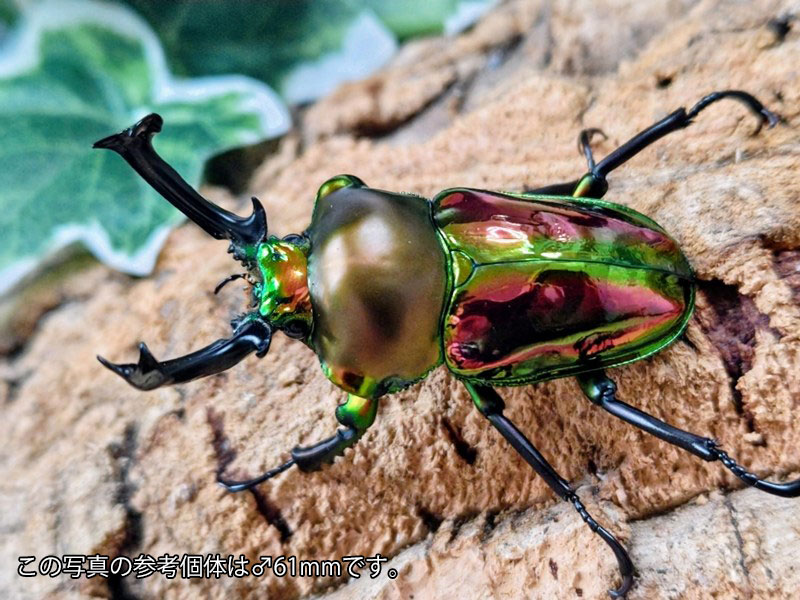 ニジイロクワガタ成虫 オーストラリア クィーンズランド産 ペア