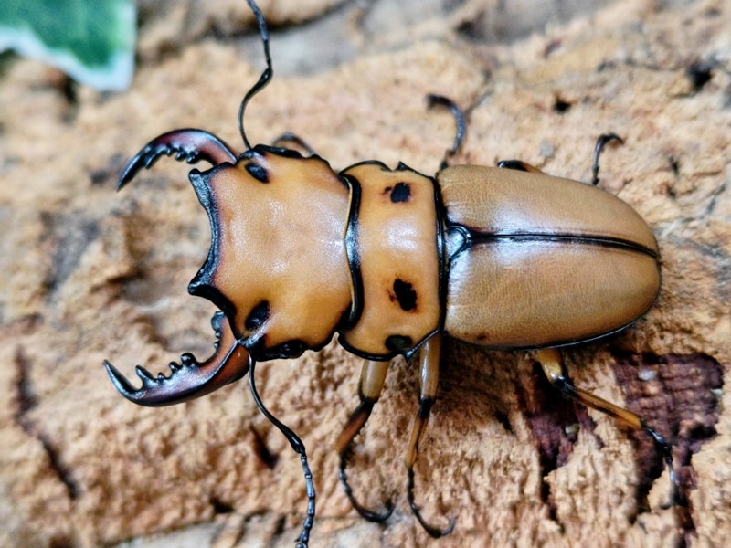 メンガタメリークワガタ成虫 カメルーン 産 ありの実