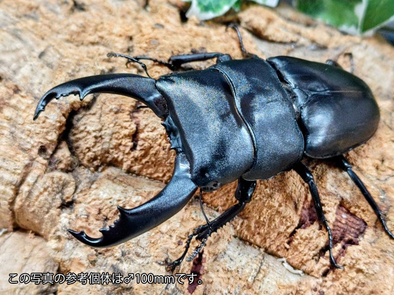 キングテイオウヒラタクワガタ(フィリピン共和国ヒラタクワガタ)成虫 フィリピン共和国 ルソン島南カマリネス州Mt.イサロン産 ありの実