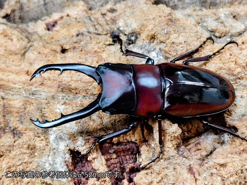 ドルサリスノコギリクワガタ成虫 フィリピン共和国 マリンドッケ島産 ありの実