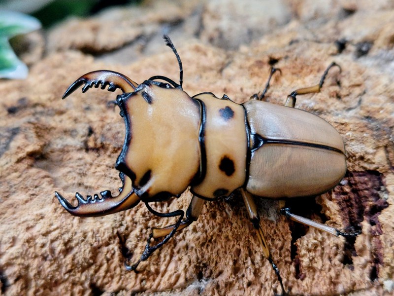 メンガタメリークワガタ成虫 カメルーン 産 ありの実