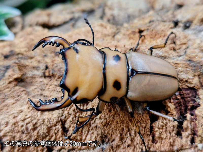 メンガタメリークワガタ成虫 カメルーン 産 ありの実